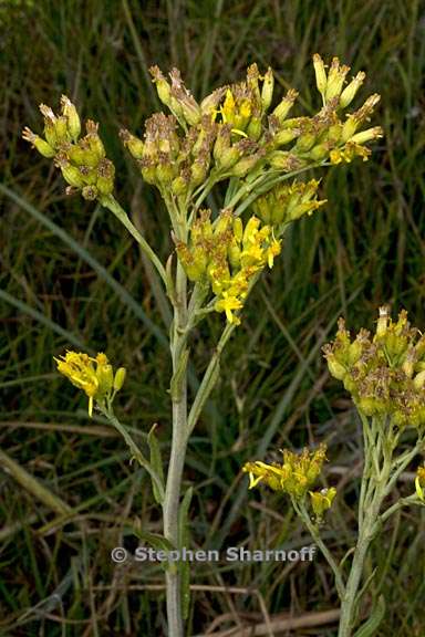 senecio hydrophilus 1 graphic